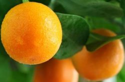 柑橘五月份怎么样施肥
