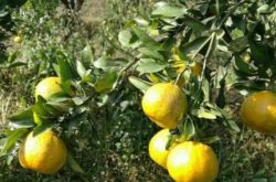柑橘适应种植肥效范围