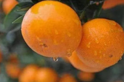 柑橘如何疏花