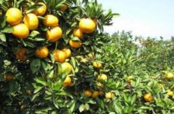 柑橘苗碳菌病怎么医治