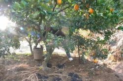 柑橘树种下多久可以施肥
