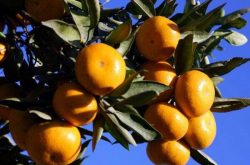 柑橘树不同时期施肥要点