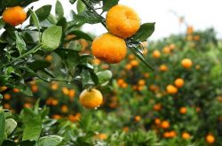 5月份柑橘施肥方法是什么