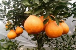 柑橘树苗管理