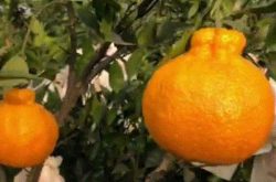丑柑橘种植技术
