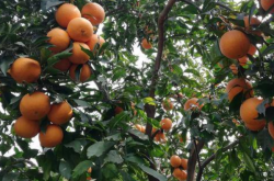 清见柑橘种植温度