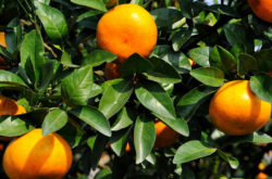 柑橘秋梢怎么施肥