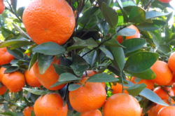 柑橘苗的种植标准