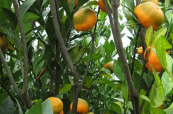 柑橘黄龙病对福建柑橘的危害