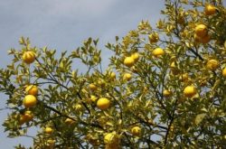 柑橘无病毒苗木标准是什么