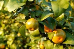 柑橘十月份施肥量
