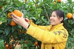 柑橘基肥怎么施入