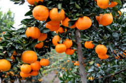 柑橘铁锈病怎么治