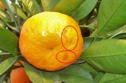 柑橘油斑病的特点