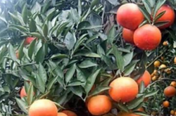 明日见柑橘适宜在什么地区种植