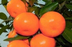 现代化柑橘种植技术是什么