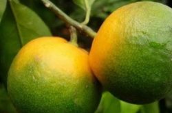如何诊断柑橘黄龙病