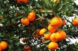 宜昌柑橘种植品种有哪些