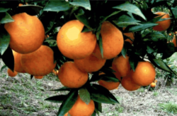 柑橘种植历史