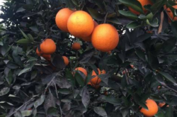 如何种植出晚熟柑橘