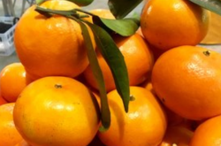 柑橘种植能赚钱吗