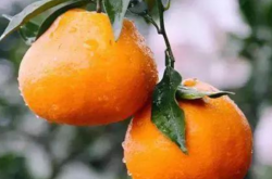 云南柑橘种植管理技术