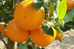 柑橘拟脂点黄斑病