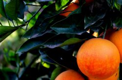 开春柑橘如何施肥