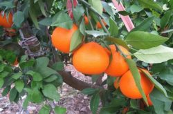 春季柑橘施肥技术