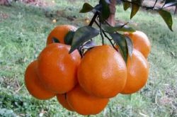 清见柑橘品种
