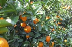 柑橘种植条件