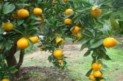 兴津柑橘品种种植技术