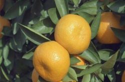 柑橘的利润是多少？