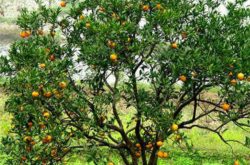 柑橘树剪枝如何操作？