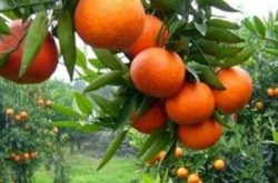 柑橘种植后应该怎么施肥？