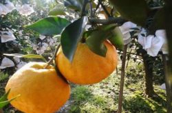 柑橘施肥方法有几种？