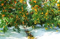 柑橘七月份种植管理小技巧
