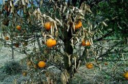 柑橘树冻害施肥的方法是什么？
