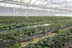 大棚日光温室草莓栽培技术与方法