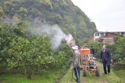 柑橘树施肥与管理技术