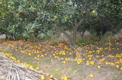 导致柑橘落花的因素以及预防措施