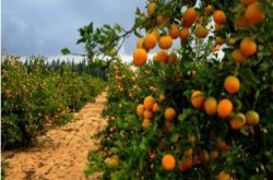 柑橘采果后施肥