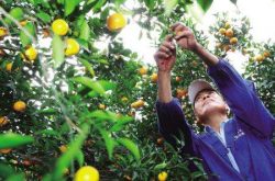 柑橘树剪枝和施肥时间