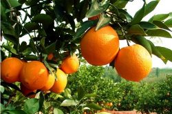 云南脐橙价格如何，需要怎样的种植条件