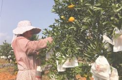 柑橘套袋技术对柑橘高产增收作用