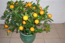 盆栽柑橘枝条能用来扦插吗