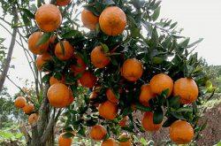 四川柑橘苗种植技术