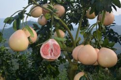 三红蜜柚种植和管理技术有哪些？