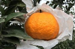 不知火柑橘幼树种植技术