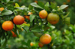柑橘树黄化病的发生原因